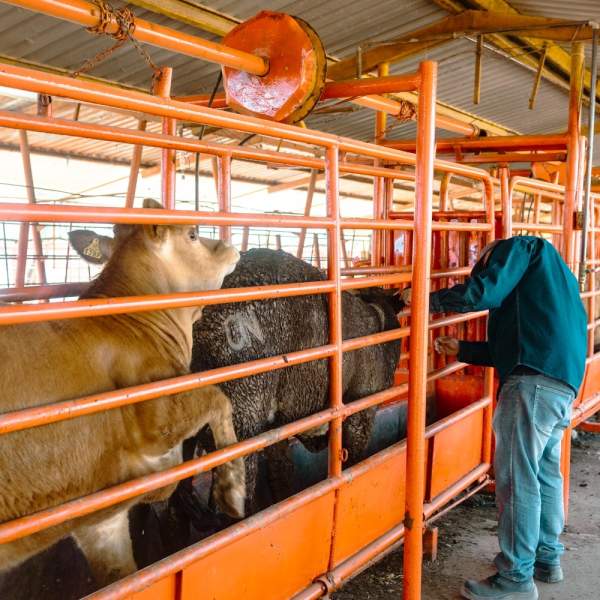 Gobierno de Sonora inicia barrido sanitario para detección de tuberculosis bovina en San Ignacio Río Muerto