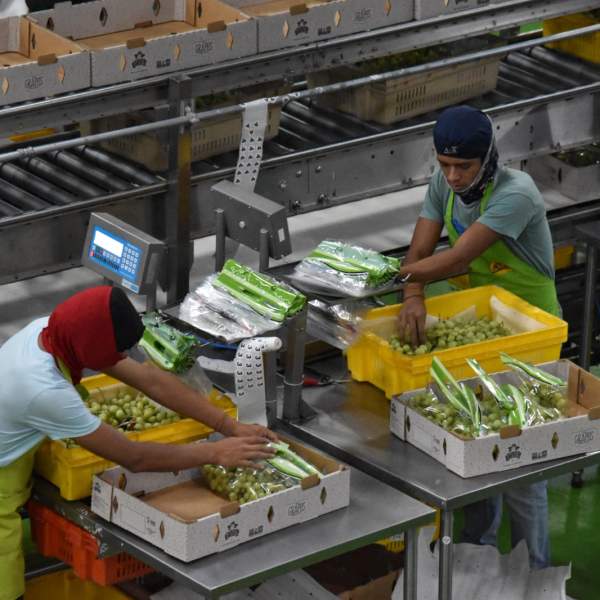 Posiciona Gobierno de Sonora al estado como líder nacional en producción de uva de mesa